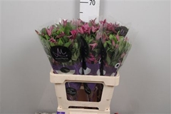 Clematis Inspiration 60cm 23 4