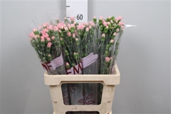 Di Tr Rascal Pink 60cm 13