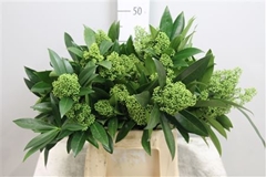 Skim C Kew Green Bunch 45cm