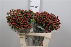Hyper Mag Seasons 60cm