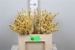 Ilex Vert Citronella 60cm