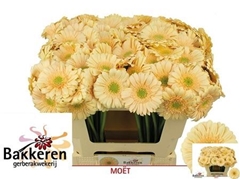 Germini Moët 50cm 7cm Ø