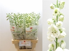 Delph El Guard White 70cm 34