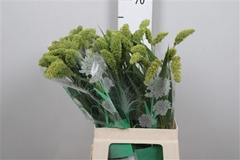 Seta Ital Volle Melk 65cm