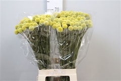 Craspedia 70cm