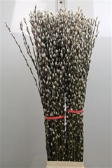 Salix Ca Snow Flake 120cm