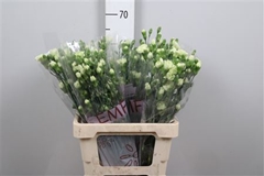Di Tr Parsley+ 65cm 13