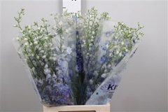 Delph Du Orb Az Blue 80cm 34