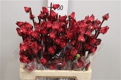Hibisc Tr Eden Red 80cm