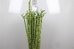 Lucky Bamboo Stem Spiral 100cm