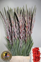 Glad Gr Costello 115cm 160gram