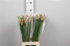 Ne Bo Berenice 75cm