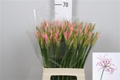 Ne Bo Vesta K 60cm