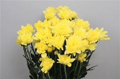 Chr T Altaj Yellow 70cm 95gram