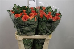 Chr G Kiev Bicolour 80cm 90gram