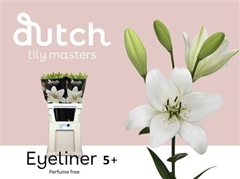 Li Az Eyeliner 90cm 41+