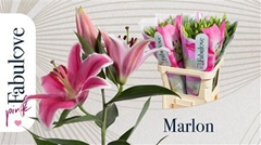 Li Or Marlon 80cm 30+