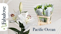 Li Or Pacific Ocean 85cm 30+