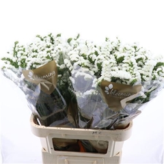 Lim S Silv Sun 80cm 65gram