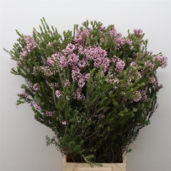 Erica Per Bunch 65cm 150gram