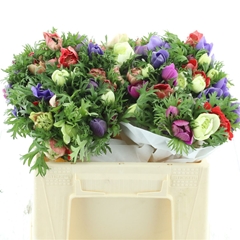 Anem Co Fullstar Gem 35cm