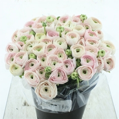 Ran Su Hanoi 40cm 40gram