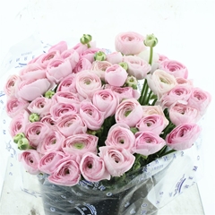 Ran Su Hanoi 45cm 80gram