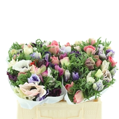 Anem Co Marianne Gem 35cm