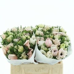 Anem Co Mis + White 35cm