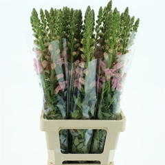 Antir Opus Pink 70cm