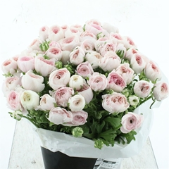 Ran Su Hanoi 45cm 80gram