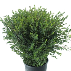 Euc Parvifolia P Bs 75cm 300gram
