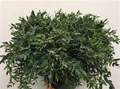 Eucalyptus Parvifoli 55cm