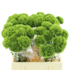 Di Barb Kiwi Mellow 40cm