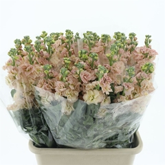 Matth Iron Apricot 65cm 24
