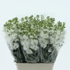 Matth Iron White 65cm 24