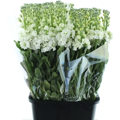 Matth Iron White 70cm 24