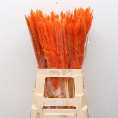 Droogbl Bewerkt H% 65cm