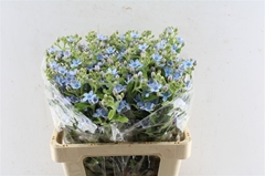 Oxypetalum Coeruleum