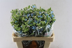 Oxypetalum Coeruleum