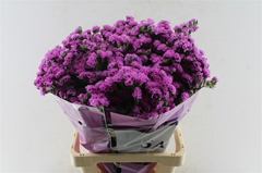 Limonium S Rosa Sun 70cm 90gram