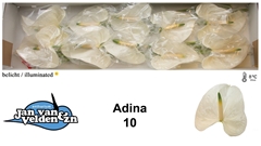 Anth A Adina 60cm 15cm Ø