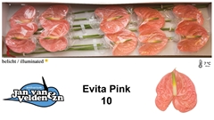 Anth A Evita Pink 60cm 15cm Ø
