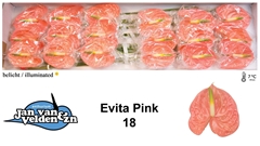 Anth A Evita Pink 60cm 13cm Ø