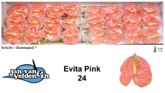 Anth A Evita Pink 55cm 11cm Ø