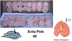 Anth A Evita Pink 55cm 11cm Ø
