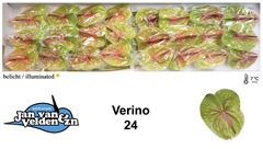 Anth A Verino 55cm 11cm Ø