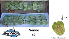 Anth A Verino 55cm 11cm Ø