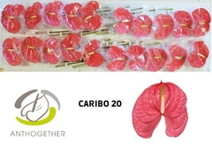 Anth A Caribo 9cm Ø
