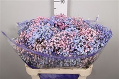 Gyps Colortreated 80cm 40gram